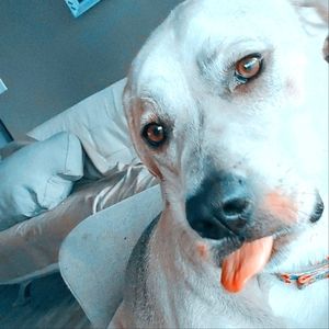 Meet your Posher, Christy